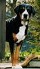 Grosser Schweizer Sennenhund Hund