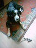 Grosser Schweizer Sennenhund Foto: ich brauche ne pause (ID 37269) Grosser Schweizer Sennenhund Hund