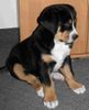 Grosser Schweizer Sennenhund Foto: 8 wochen (ID 37404) Grosser Schweizer Sennenhund Hund