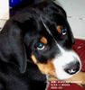 Grosser Schweizer Sennenhund Foto: Hr. Ulrich vom Warnowtal 11 Wochen (ID 33576) Grosser Schweizer Sennenhund Hund