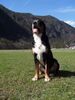 Grosser Schweizer Sennenhund Hund