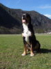 Grosser Schweizer Sennenhund Foto (ID 42704) Grosser Schweizer Sennenhund Hund