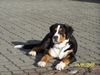 Grosser Schweizer Sennenhund Foto: Balou grüßt seine Eltern u. Geschwister (ID 36400) Grosser Schweizer Sennenhund Hund