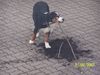 Grosser Schweizer Sennenhund Foto: Balou und Dummheiten........niemals (ID 37060) Grosser Schweizer Sennenhund Hund