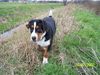 Grosser Schweizer Sennenhund Foto: Balou (ID 37059) Grosser Schweizer Sennenhund Hund