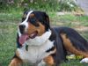 Grosser Schweizer Sennenhund Foto: Balou (ID 38112) Grosser Schweizer Sennenhund Hund