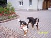 Grosser Schweizer Sennenhund Foto: Balou u. Asco (ID 40865) Grosser Schweizer Sennenhund Hund