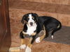Grosser Schweizer Sennenhund Foto: Boncuk 8 wochen alt (ID 38052) Grosser Schweizer Sennenhund Hund