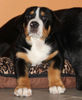 Grosser Schweizer Sennenhund Foto: Arrax vom Himmelsring (ID 45046) Grosser Schweizer Sennenhund Hund