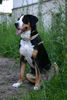 Grosser Schweizer Sennenhund Foto: DEBBY from Swiss Star (ID 27375) Grosser Schweizer Sennenhund Hund