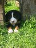 Grosser Schweizer Sennenhund Foto: Cezar (ID 5555) Grosser Schweizer Sennenhund Hund