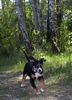 Grosser Schweizer Sennenhund Foto: 14 wochen (ID 37958) Grosser Schweizer Sennenhund Hund