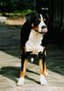 Grosser Schweizer Sennenhund Hund