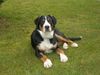 Grosser Schweizer Sennenhund Foto: Anni vom Küsterhof 5 Monate alt (ID 43939) Grosser Schweizer Sennenhund Hund