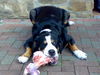 Grosser Schweizer Sennenhund Foto: den geb ich aber ungern ab!!! (ID 42589) Grosser Schweizer Sennenhund Hund