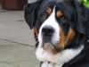 Grosser Schweizer Sennenhund Foto: Dumbledore (ID 20091) Grosser Schweizer Sennenhund Hund