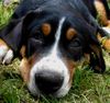 Grosser Schweizer Sennenhund Foto: 16 wochen (ID 38126) Grosser Schweizer Sennenhund Hund