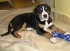 Grosser Schweizer Sennenhund Foto: Cleo mit 9 Wochen (ID 26003) Grosser Schweizer Sennenhund Hund