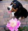 Grosser Schweizer Sennenhund Foto: 18 wochen (ID 38383) Grosser Schweizer Sennenhund Hund