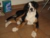 Grosser Schweizer Sennenhund Foto: Maja, 15 Wochen, grüßt ihre Geschwister Floyd u. Maddox und ihre Eltern Sanny u. Charlie auf dieser Seite!!! (ID 35472) Grosser Schweizer Sennenhund Hund