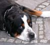 Grosser Schweizer Sennenhund Foto: Leo 2,5 Jahre (ID 21992) Grosser Schweizer Sennenhund Hund