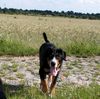 Grosser Schweizer Sennenhund Foto: 20 wochen (ID 38634) Grosser Schweizer Sennenhund Hund