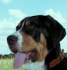 Grosser Schweizer Sennenhund Foto: 21 wochen (ID 38635) Grosser Schweizer Sennenhund Hund