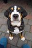 Grosser Schweizer Sennenhund Foto: Cleo - 9 Wochen (ID 24538) Grosser Schweizer Sennenhund Hund