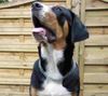 Grosser Schweizer Sennenhund Foto: 22 wochen (ID 38997) Grosser Schweizer Sennenhund Hund