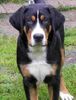 Grosser Schweizer Sennenhund Foto: 23 wochen (ID 38998) Grosser Schweizer Sennenhund Hund