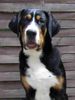 Grosser Schweizer Sennenhund Foto: 24 wochen (ID 39177) Grosser Schweizer Sennenhund Hund