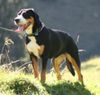 Grosser Schweizer Sennenhund Foto: Paris (ID 36065) Grosser Schweizer Sennenhund Hund