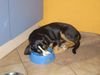 Grosser Schweizer Sennenhund Foto: gib't s nicht bald was zu futtern?? (ID 25469) Grosser Schweizer Sennenhund Hund