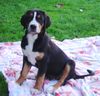 Grosser Schweizer Sennenhund Foto: Cleo mit 12 Wochen (ID 26002) Grosser Schweizer Sennenhund Hund