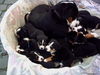 Grosser Schweizer Sennenhund Foto: Sanny``s Babys 11 St. (ID 35272) Grosser Schweizer Sennenhund Hund