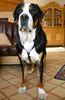 Grosser Schweizer Sennenhund Foto: Leo (1 Jahr) (ID 10446) Grosser Schweizer Sennenhund Hund
