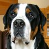 Grosser Schweizer Sennenhund Foto: Leo (1 Jahr) (ID 10449) Grosser Schweizer Sennenhund Hund