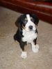 Grosser Schweizer Sennenhund Foto: Cimba Uit 't Mayse Nest - Holland (ID 8911) Grosser Schweizer Sennenhund Hund