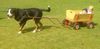Grosser Schweizer Sennenhund Foto: samson (Nikolai &Alexander in the wagon) (ID 23117) Grosser Schweizer Sennenhund Hund