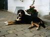 Grosser Schweizer Sennenhund Foto: Hallo, ich heiße Alpha... (ID 15453) Grosser Schweizer Sennenhund Hund