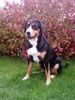 Grosser Schweizer Sennenhund Foto: Alpha (ID 15484) Grosser Schweizer Sennenhund Hund