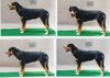 Grosser Schweizer Sennenhund Foto: Alpha von Nitopiha bei der Körung (ID 14779) Grosser Schweizer Sennenhund Hund