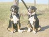 Grosser Schweizer Sennenhund Foto: Athene udn Aphrodite zur grünrn Dryade mit 6 Monaten (ID 6368) Grosser Schweizer Sennenhund Hund