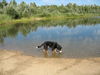 Grosser Schweizer Sennenhund Foto: kleine Abkühlung gefällig? (ID 39232) Grosser Schweizer Sennenhund Hund