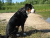 Grosser Schweizer Sennenhund Foto: kommt da wer? (ID 39233) Grosser Schweizer Sennenhund Hund