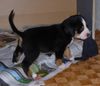 Grosser Schweizer Sennenhund Foto: Hundebølls Elly - Zoya (ID 32431) Grosser Schweizer Sennenhund Hund