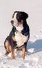 Grosser Schweizer Sennenhund Hund