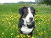 Grosser Schweizer Sennenhund Foto: Anton (Samson) in dandelions -1 (ID 31674) Grosser Schweizer Sennenhund Hund