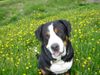 Grosser Schweizer Sennenhund Foto: Anton (Samson) in dandelions -2 (ID 31676) Grosser Schweizer Sennenhund Hund