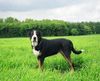 Grosser Schweizer Sennenhund Foto: Anton (Samson) 3½ jahre alt (ID 11838) Grosser Schweizer Sennenhund Hund